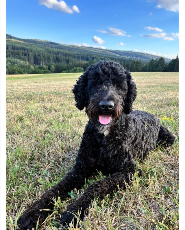 Boris, de labradoodle van Marco Homan, liggend in een grasveld